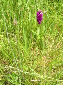 Marsh Orchid